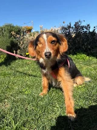 Liza (Λίζα), female young Mixed Breed for adoption at Dogs Voice, Athens