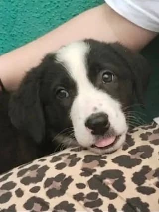 Penny, female puppy Mixed Breed for adoption at Dogs Voice, Athens