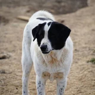 Ήra (Ήρα), female 3yo Mixed Breed for adoption at Dogs Voice, Athens