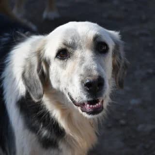 Myrto (Μυρτώ), female 3yo Mixed Breed for adoption at Dogs Voice, Athens