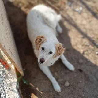 Leyki (Λευκή), female 3yo Mixed Breed for adoption at Dogs Voice, Athens