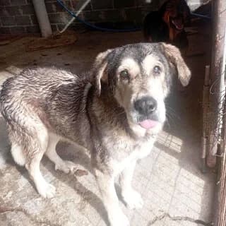 Seniora Iro (Seniora Ηρώ), female 7yo Mixed Breed for adoption at Dogs Voice, Athens
