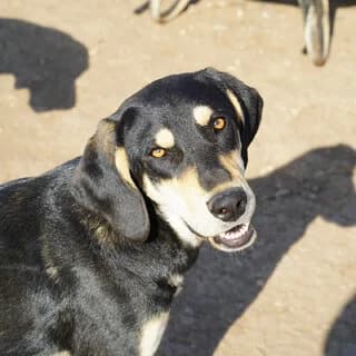 Valentina (Βαλεντίνα), female young Mixed Breed for adoption at Dogs Voice, Athens