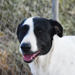 Rea (Ρέα), female 3yo Mixed Breed for adoption at Dogs Voice, Athens
