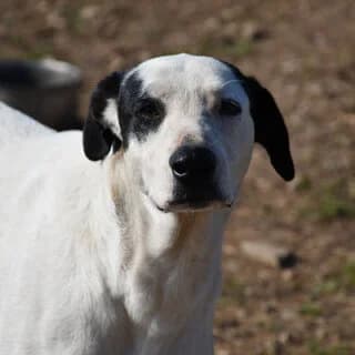 Dafni (Δάφνη), female 3yo Mixed Breed for adoption at Dogs Voice, Athens
