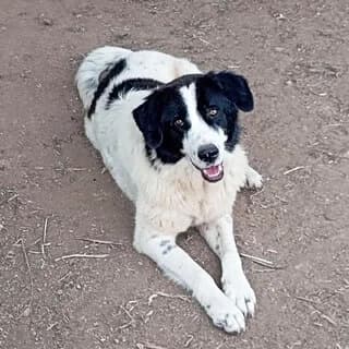 Ntenis (Ντένις), male 3yo Mixed Breed for adoption at Dogs Voice, Athens