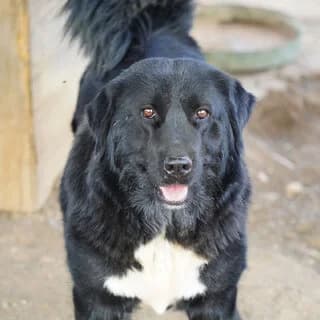 Zoro (Ζορό), male 3yo Mixed Breed for adoption at Dogs Voice, Athens