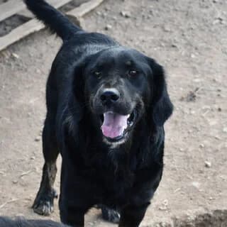 Romperto (Ρομπέρτο), male 3yo Mixed Breed for adoption at Dogs Voice, Athens