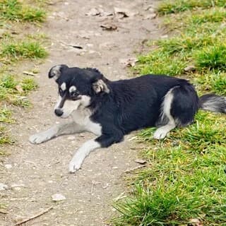 Koyki (Κούκι), female 3yo Mixed Breed for adoption at Dogs Voice, Athens