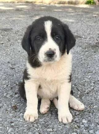 Andronikos (Ανδρόνικος), male puppy Mixed Breed for adoption at Dogs Voice, Athens