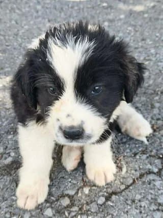 Valerios (Βαλέριος), male puppy Mixed Breed for adoption at Dogs Voice, Athens