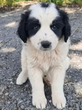 Arleta (Αρλέτα), female puppy Mixed Breed for adoption at Dogs Voice, Athens