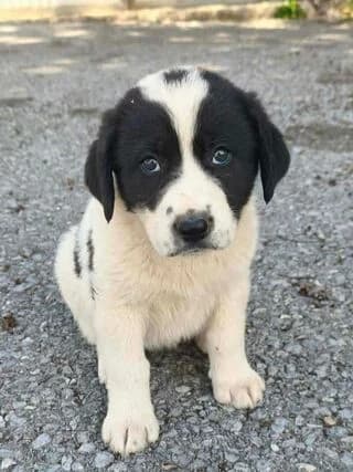 Chaido (Χάιδω), female puppy Mixed Breed for adoption at Dogs Voice, Athens