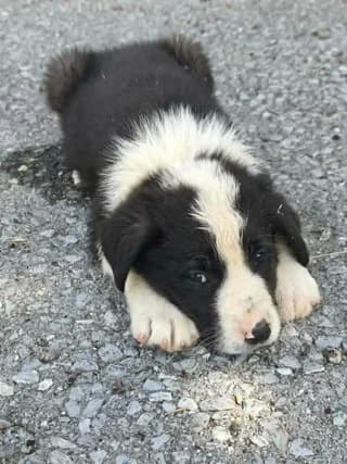 Faidon (Φαίδων), male puppy Mixed Breed for adoption at Dogs Voice, Athens