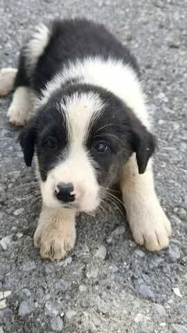 Kimon (Κίμων), male puppy Mixed Breed for adoption at Dogs Voice, Athens