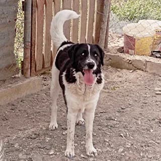 Persa (Πέρσα), female 7yo Mixed Breed for adoption at Dogs Voice, Athens