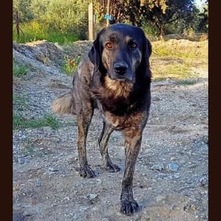 Takis (Τάκης), male 3yo Mixed Breed for adoption at Dogs Voice, Athens