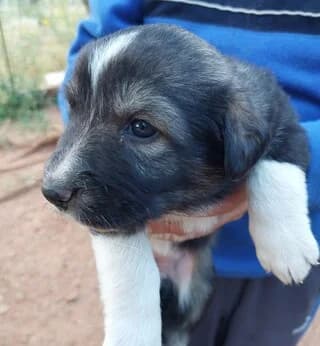 IO (ΙΩ), female puppy Mixed Breed for adoption at Dogs Voice, Athens