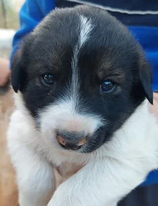 SISY (ΣΙΣΥ), female puppy Mixed Breed for adoption at Dogs Voice, Athens