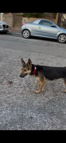 ALISIA (ΑΛΙΣΙΑ), female young Mixed Breed for adoption at Dogs Voice, Athens