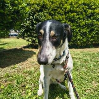 Fryni (Φρύνη), female young Mixed Breed for adoption at Dogs Voice, Athens