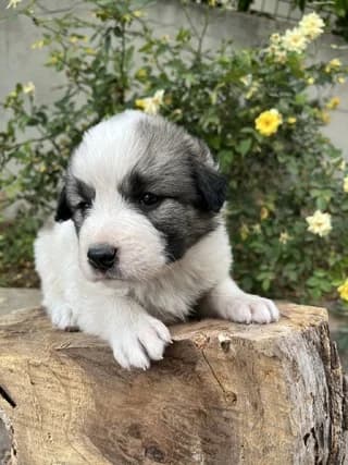 Andromachi (Ανδρομάχη), female puppy Mixed Breed for adoption at Dogs Voice, Athens