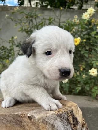Niki (Νίκη), female puppy Mixed Breed for adoption at Dogs Voice, Athens