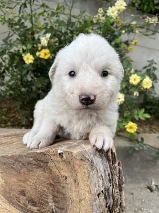 Selini (Σελήνη), female puppy Mixed Breed for adoption at Dogs Voice, Athens