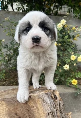 Aias (Αίας), male puppy Mixed Breed for adoption at Dogs Voice, Athens