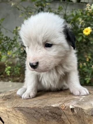 Orfeas (Ορφέας), male puppy Mixed Breed for adoption at Dogs Voice, Athens