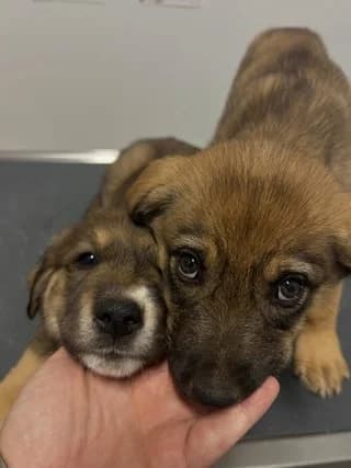 I Mochi (dexia) (Η Mochi (δεξιά)), female puppy Mixed Breed for adoption at Dogs Voice, Athens
