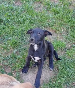 Mpompos (Μπόμπος), male puppy Mixed Breed for adoption at Dogs Voice, Athens