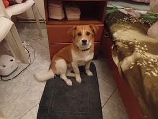 Aris (Αρης), male puppy Mixed Breed for adoption at Dogs Voice, Athens