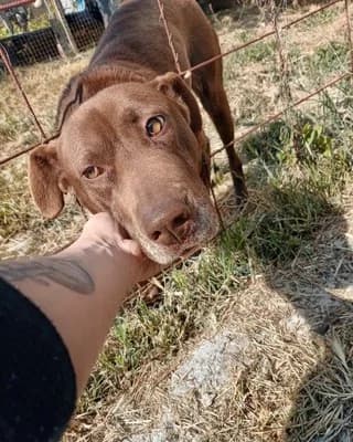 Mikasa (Μικασα), female 3yo Mixed Breed for adoption at Dogs Voice, Athens