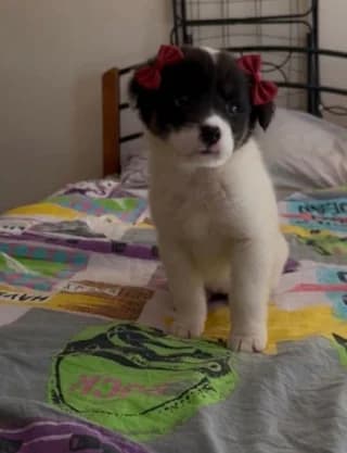 Mpizoy (Μπιζου), female puppy Mixed Breed for adoption at Dogs Voice, Athens
