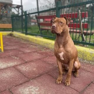 PABLO, male 3yo Mixed Breed for adoption at Dogs Voice, Athens