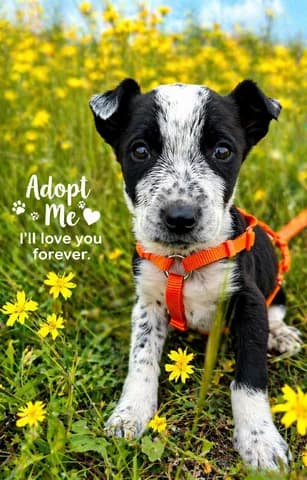 Gloria, female puppy Mixed Breed for adoption at Dogs Voice, Athens