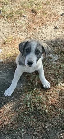 Όgki (Όγκι), male puppy Mixed Breed for adoption at Dogs Voice, Athens
