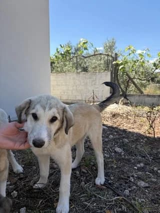 Kotompoykias (Κοτομπουκιας), male puppy Mixed Breed for adoption at Dogs Voice, Athens
