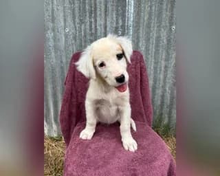 Luna, female puppy Mixed Breed for adoption at Dogs Voice, Athens