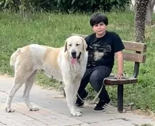 Almpa (Αλμπα), female Mixed Breed for adoption at Dogs Voice, Athens