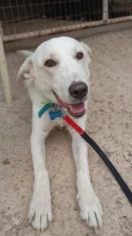 Roymi (Ρουμι), male puppy Mixed Breed for adoption at Dogs Voice, Athens