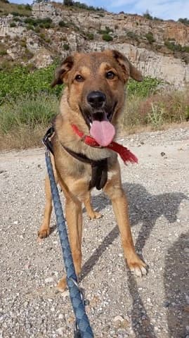 Paschalis (Πασχαλης), male puppy Mixed Breed for adoption at Dogs Voice, Athens