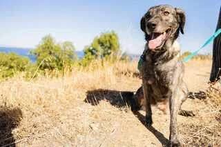 Zina (Ζίνα), female 3yo Mixed Breed for adoption at Dogs Voice, Athens