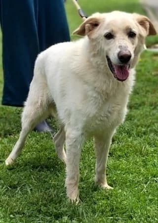 Thomas (Θωμας), male 7yo Mixed Breed for adoption at Dogs Voice, Athens
