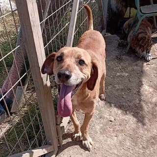 Paris (Πάρης), male 7yo Mixed Breed for adoption at Dogs Voice, Athens