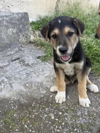 Tsaves (Τσαβες), male puppy Mixed Breed for adoption at Dogs Voice, Athens