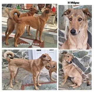 Maro (Μάρω), female puppy Mixed Breed for adoption at Dogs Voice, Athens