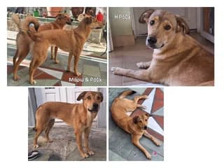 Roza (Ρόζα), female puppy Mixed Breed for adoption at Dogs Voice, Athens