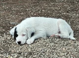 NTAK (ΝΤΑΚ), male puppy Mixed Breed for adoption at Dogs Voice, Athens